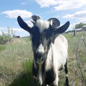 Meet your Posher, Ellie